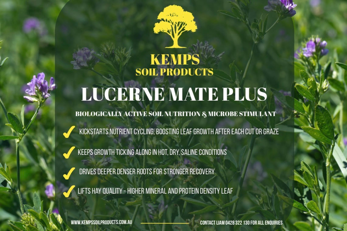 Lucerne Mate Plus