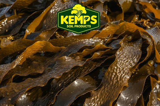 Kelp Mate seaweed-derived liquid kelp fertiliser for pasture and crops – Kemps Soil Products
